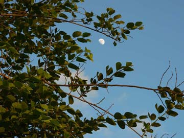 Half Moon Taking Sun's Place