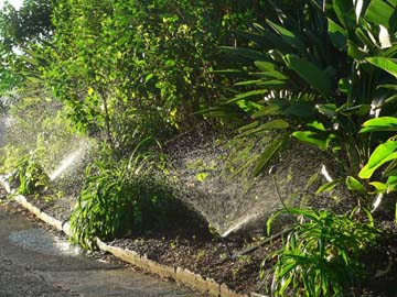 Sprinklers on Agapanthas and Birds of Paradise
